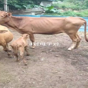 本地母子对