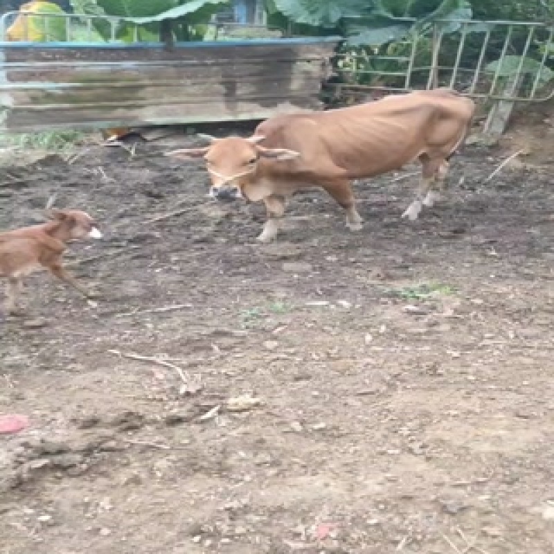 本地母子对