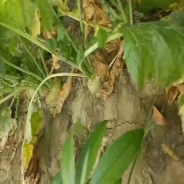 芥菜头，即将大量上市中有需要老板联系我哦
