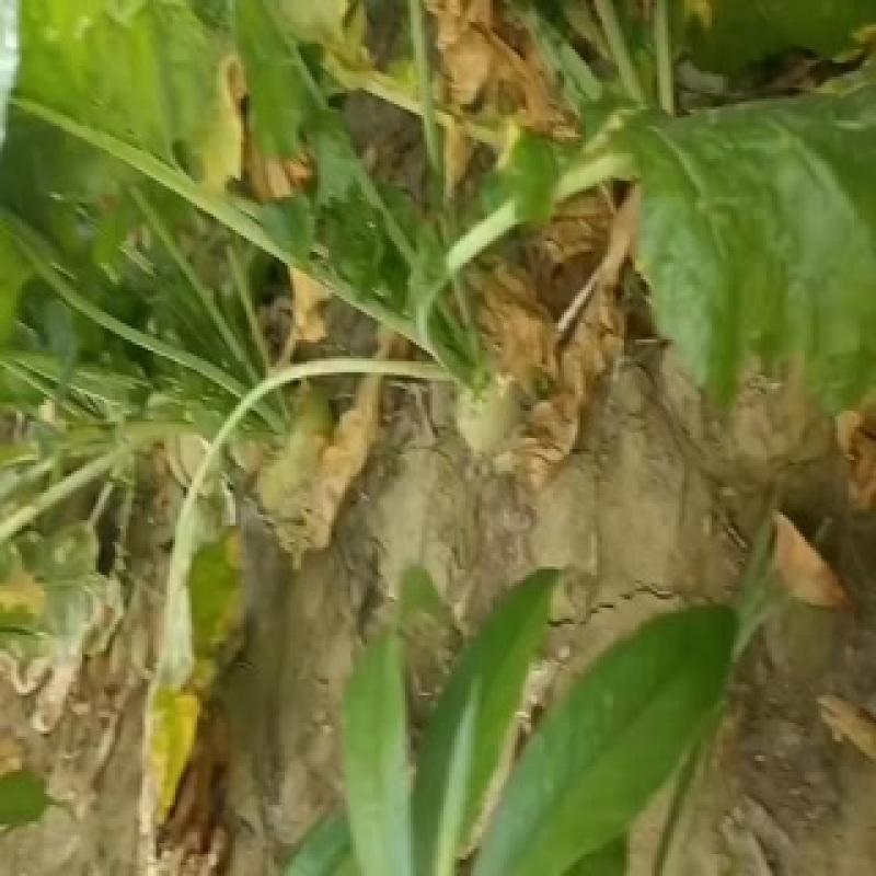 芥菜头，即将大量上市中有需要老板联系我哦