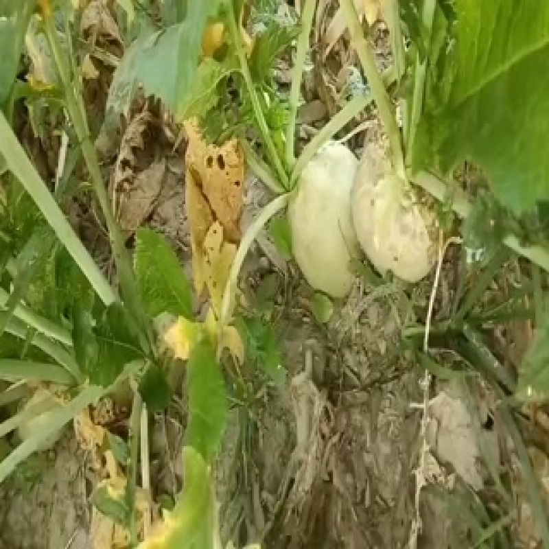 芥菜头，即将大量上市中有需要老板联系我哦