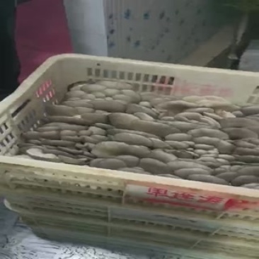 平菇大量供应，常年合作，免费提供冷库