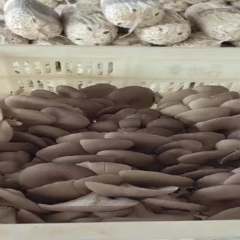 平菇大量供应，常年合作，免费提供冷库