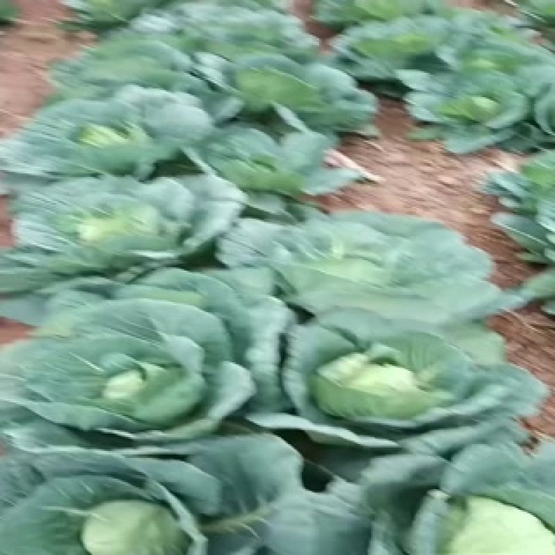 甘蓝