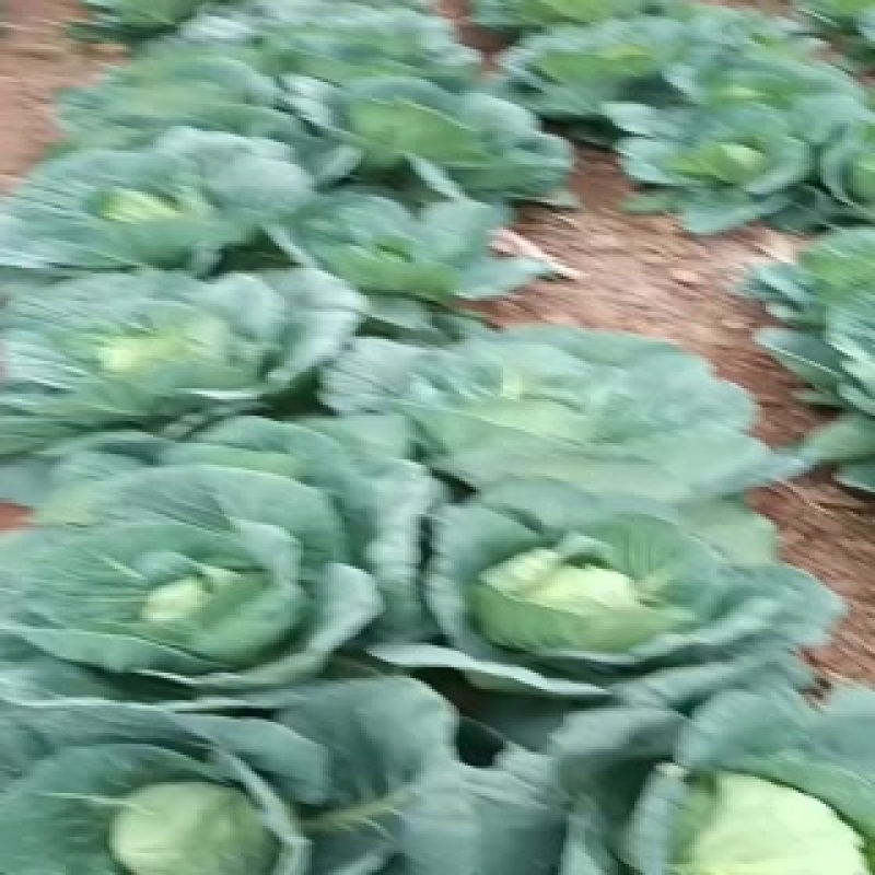 甘蓝