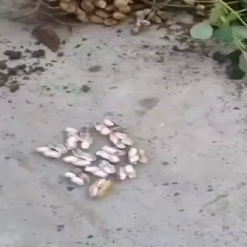 大白沙花生