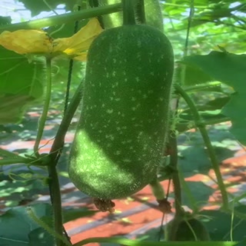 毛节瓜