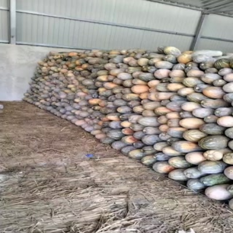云南高原红蜜本南瓜产地直发一手货源量大价优欢迎致电