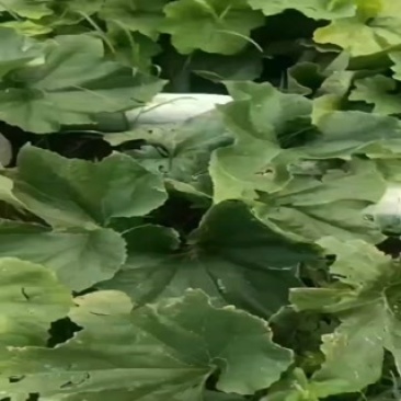 长条白皮地冬瓜