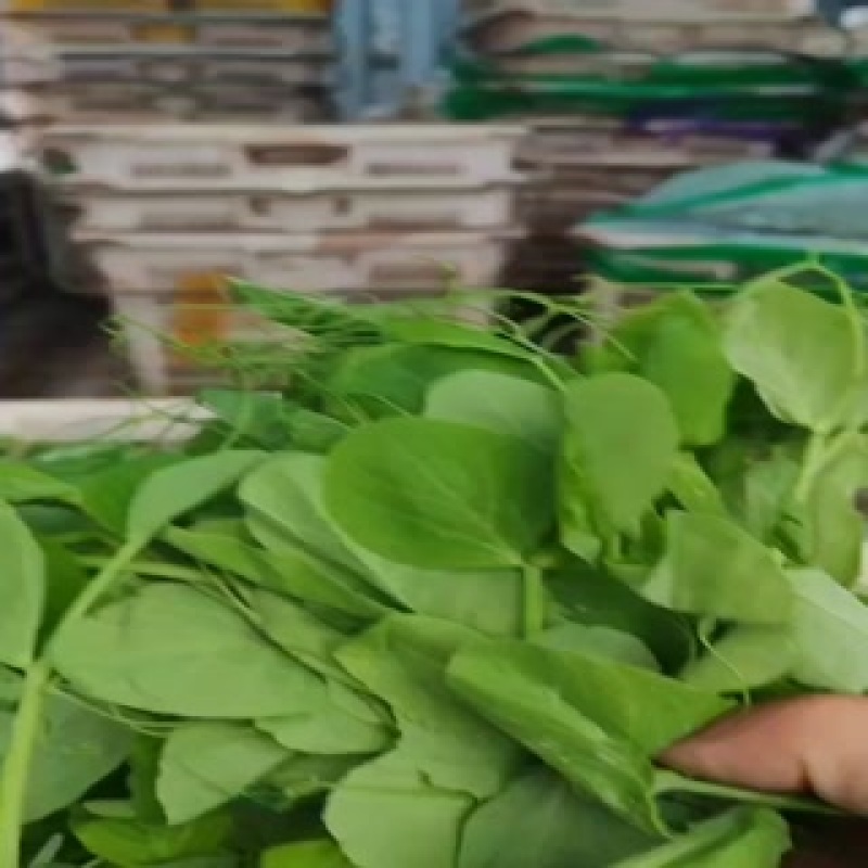 豌豆尖