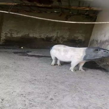 巴西猪
