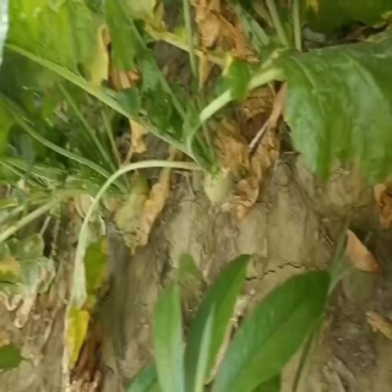 芥菜头，上市中，有有需要老板联系我