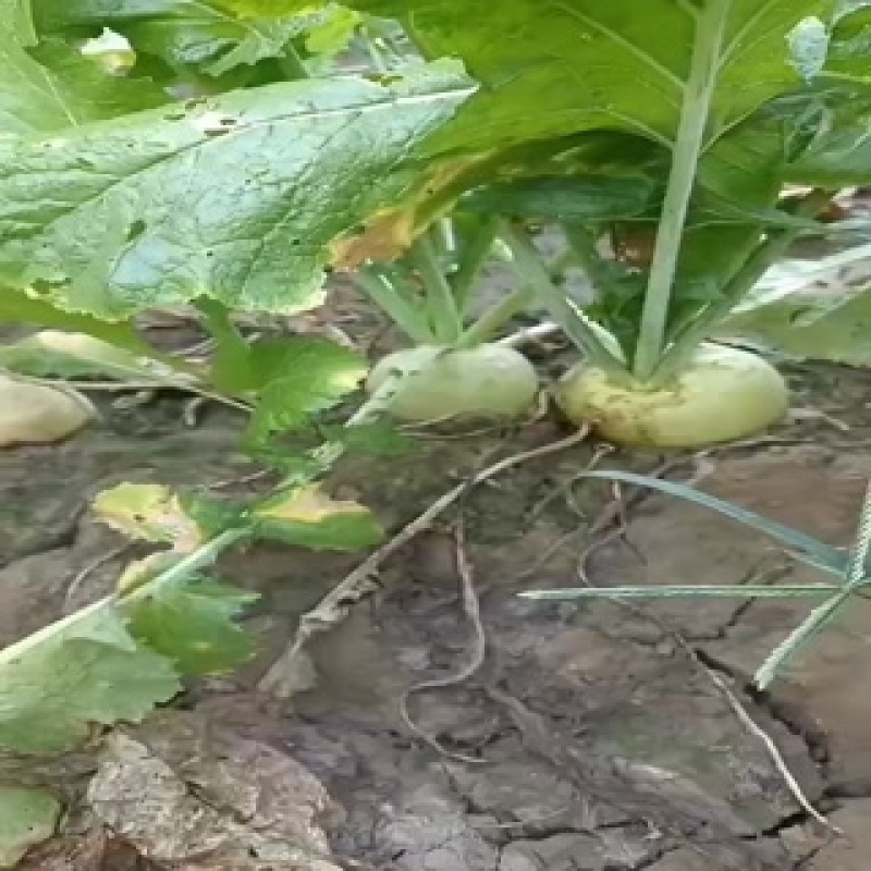 芥菜头，上市中，有有需要老板联系我