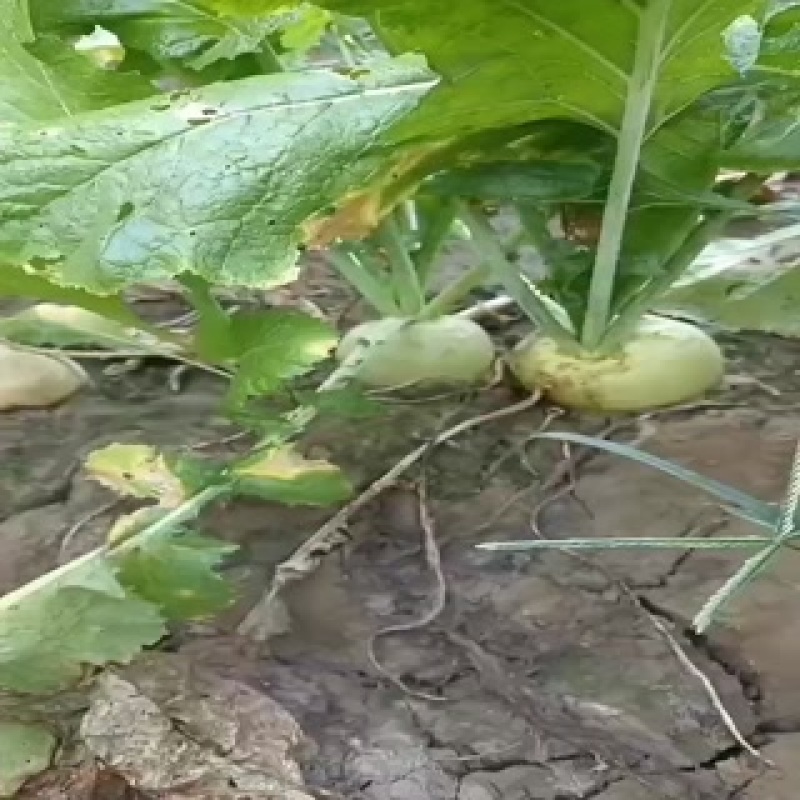 芥菜头，上市中，有有需要老板联系我