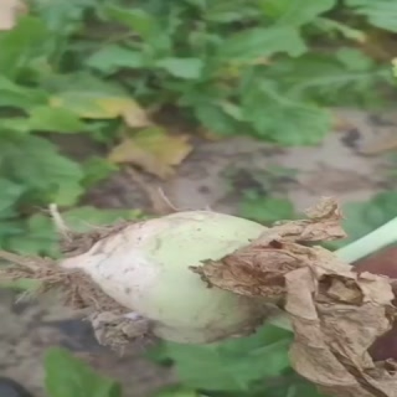 芥菜头，上市中，有有需要老板联系我