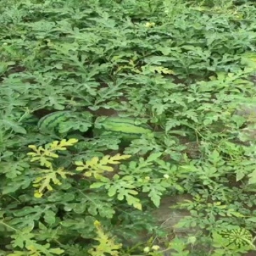 头茬无籽美都大量现货