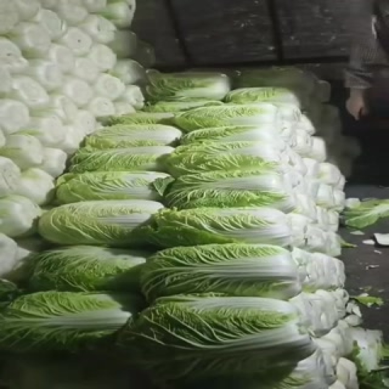白菜