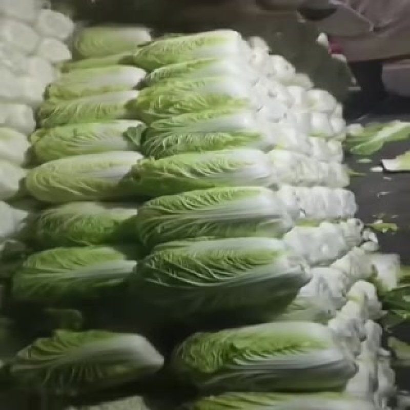 白菜