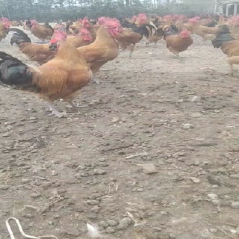 沂蒙山大公鸡