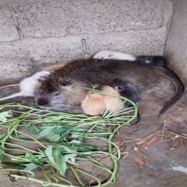 海狸