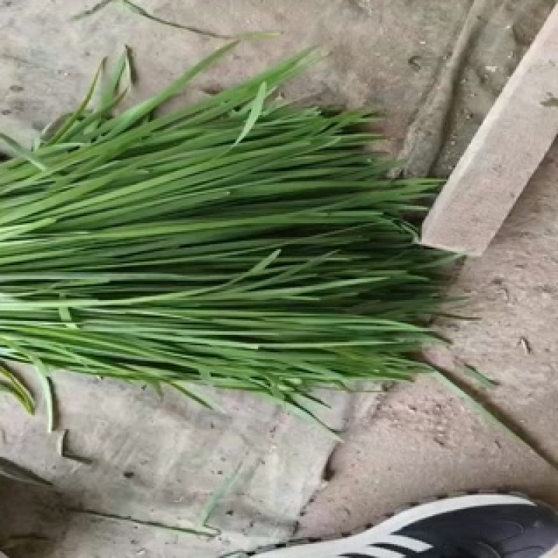 精品韭菜，全天供应，大量现货，***********