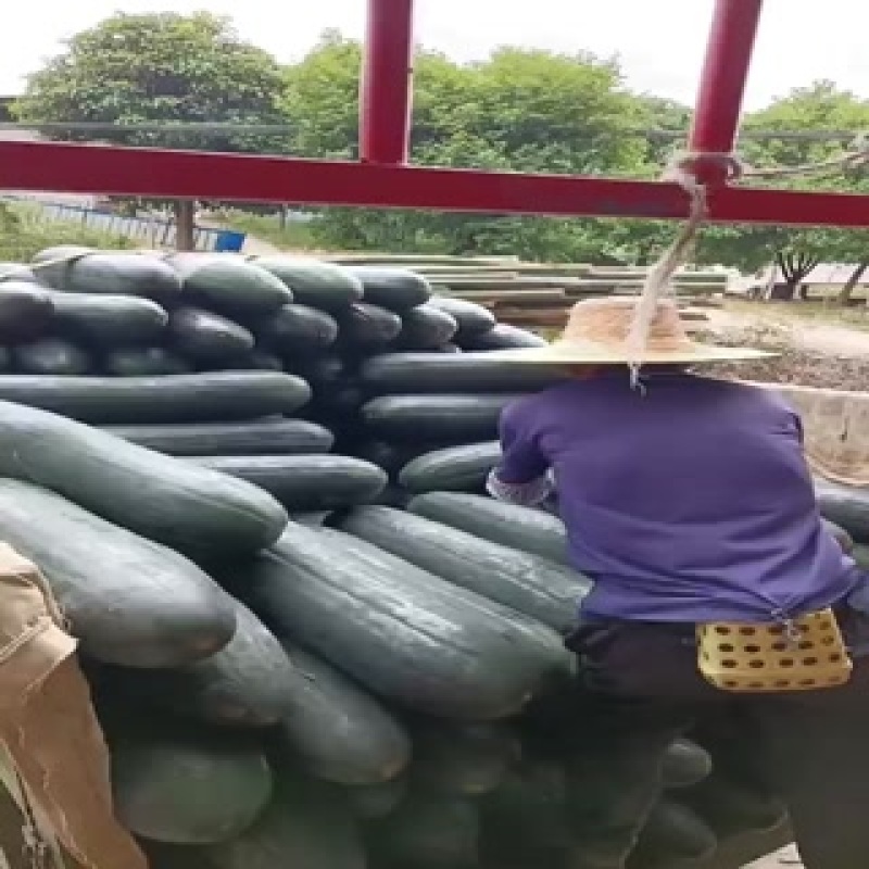 精品新鲜瓜