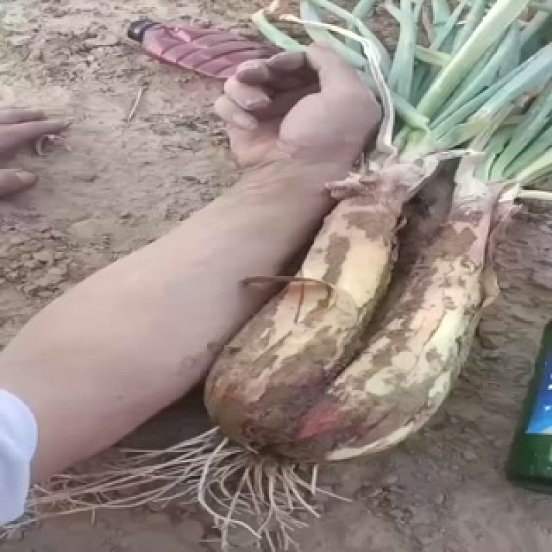 红葱