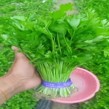 山芹苗