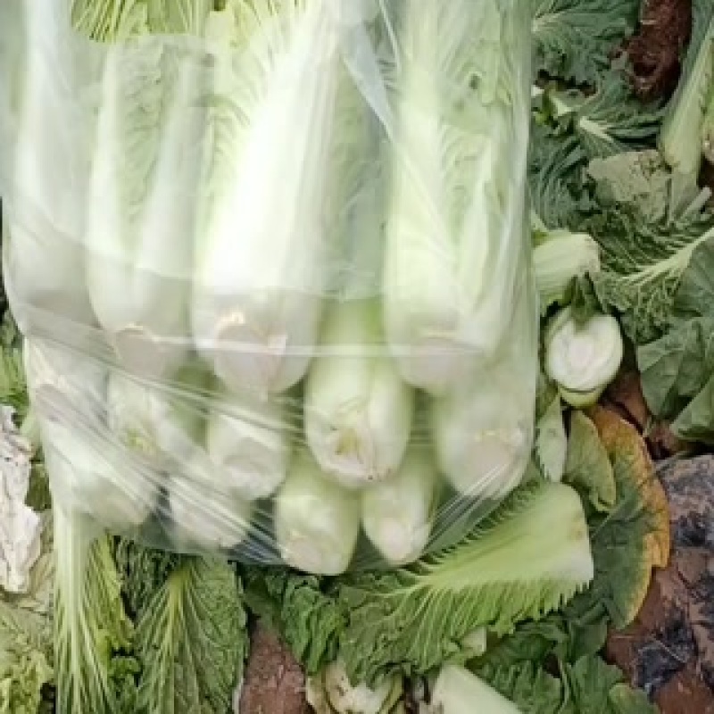 大白菜