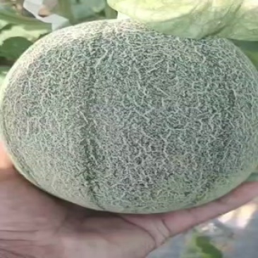 【新鲜寿光西州蜜瓜，甜蜜多汁，当季**】