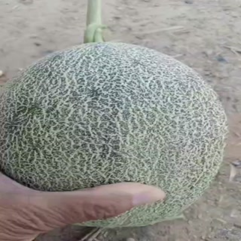 【新鲜寿光西州蜜瓜，甜蜜多汁，当季**】