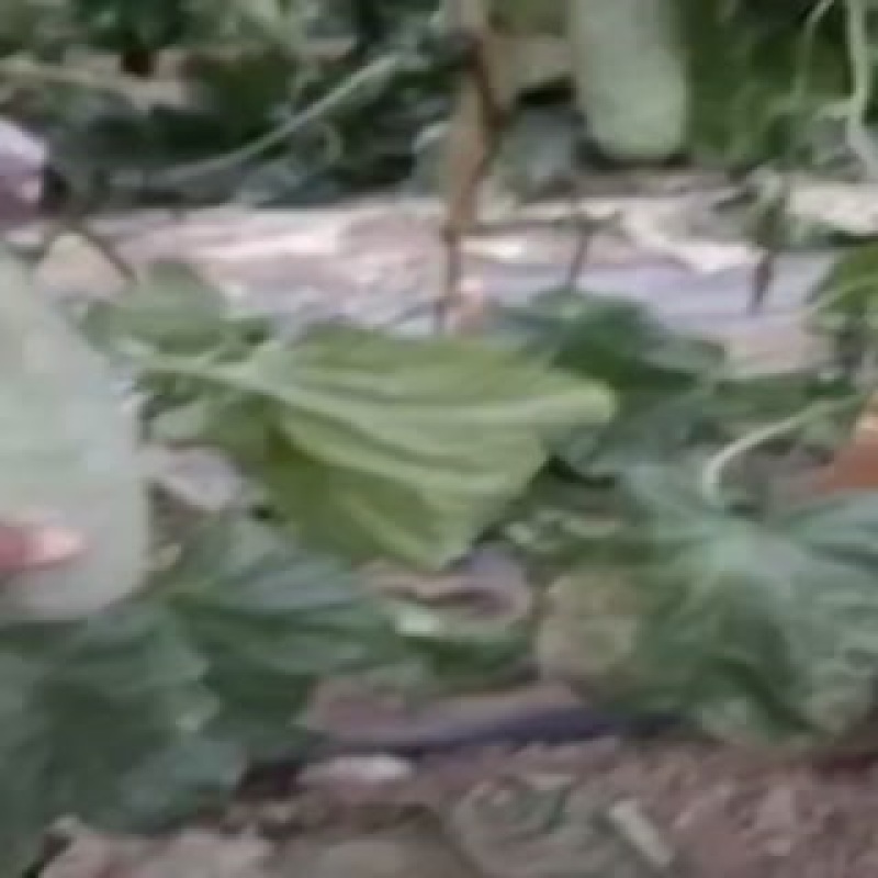 羊角蜜