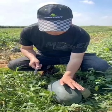 北海黑美人大量上市，无籽西瓜甜王也陆续上市大吨位供应中