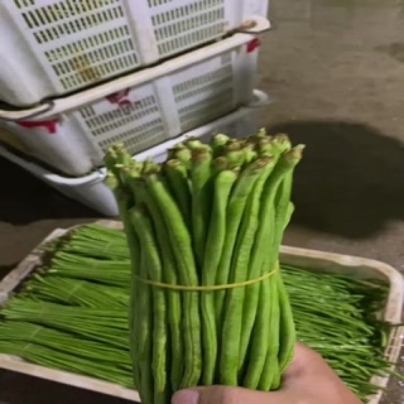 精品长豆角任何包装有需要的老板欢迎实地考察