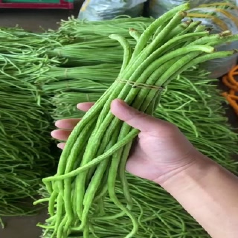 精品长豆角任何包装有需要的老板欢迎实地考察
