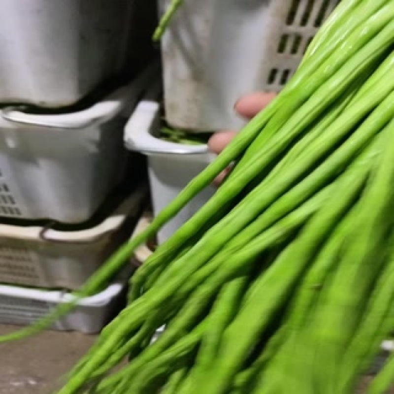 精品长豆角任何包装有需要的老板欢迎实地考察