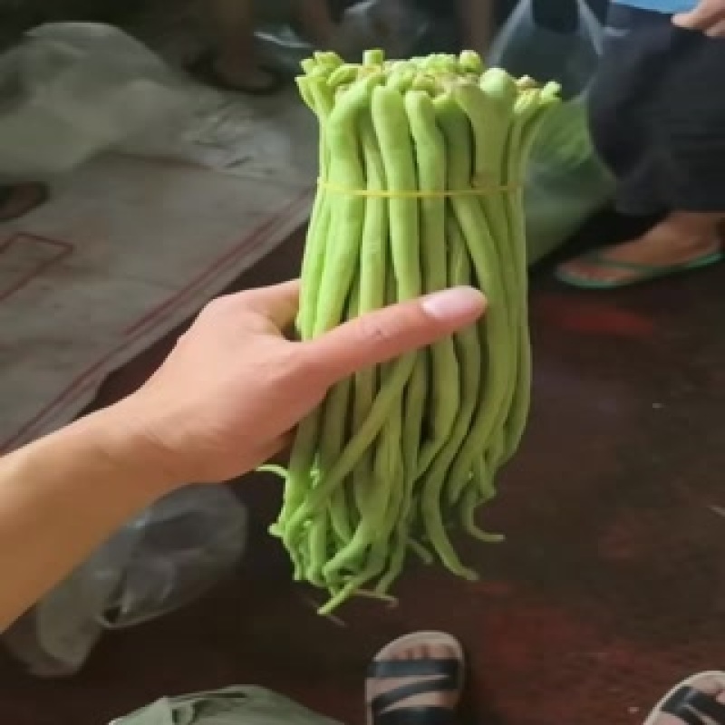 精品长豆角任何包装有需要的老板欢迎实地考察