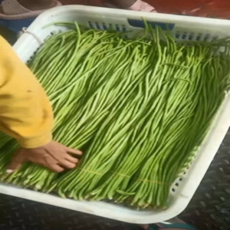 精品长豆角任何包装有需要的老板欢迎实地考察
