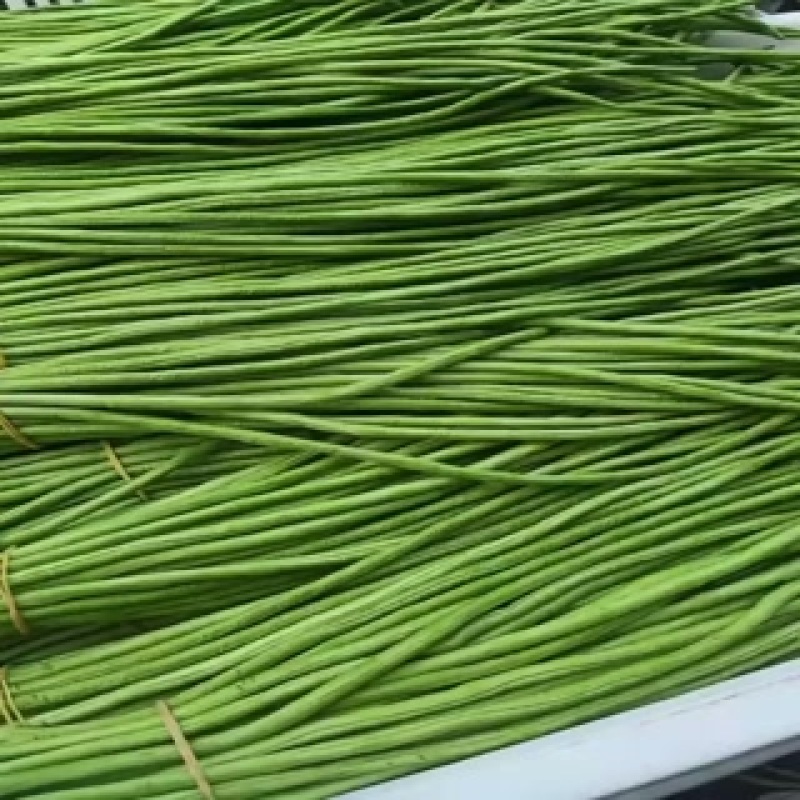 精品长豆角任何包装有需要的老板欢迎实地考察