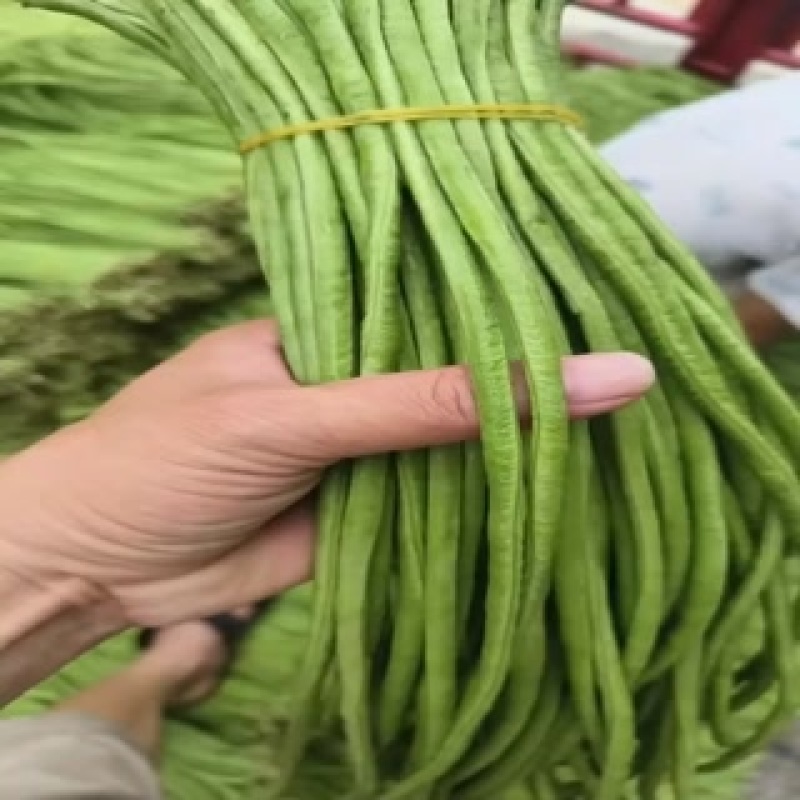 精品长豆角任何包装有需要的老板欢迎实地考察