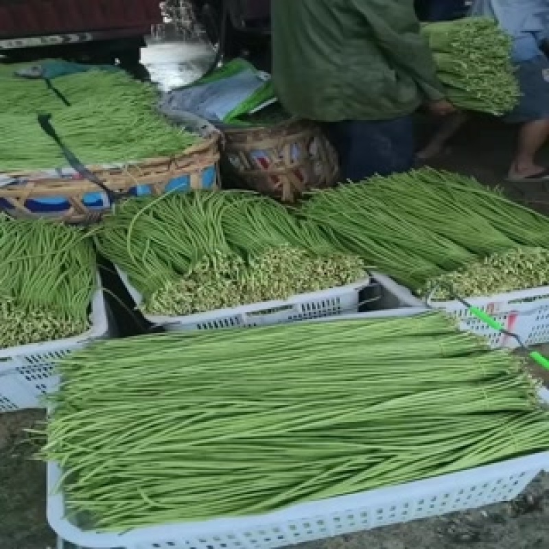 精品长豆角任何包装有需要的老板欢迎实地考察