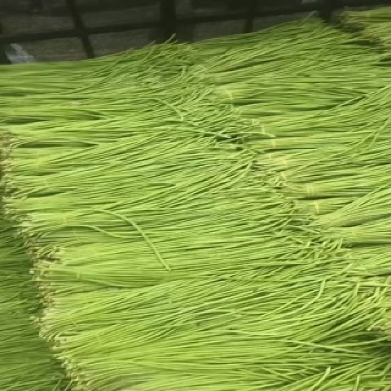 精品长豆角任何包装有需要的老板欢迎实地考察