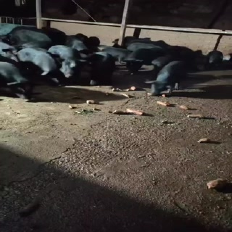 纯种小耳藏香猪