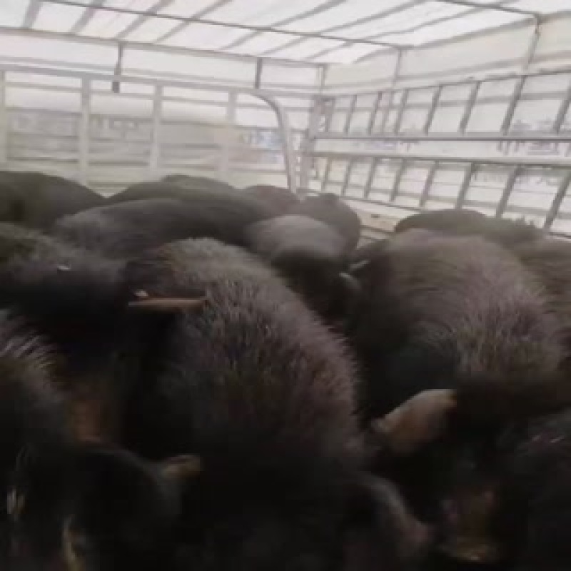 纯种小耳藏香猪