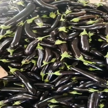 长茄