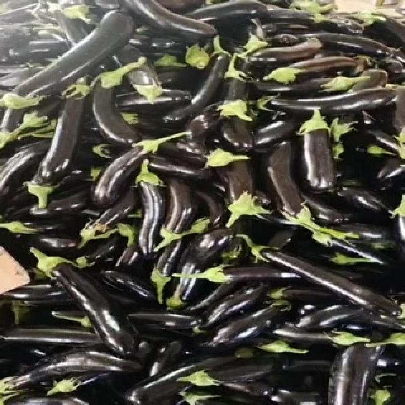 长茄