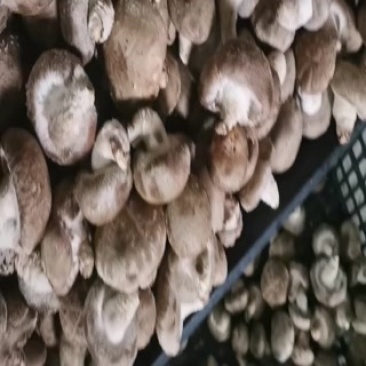 基地香菇