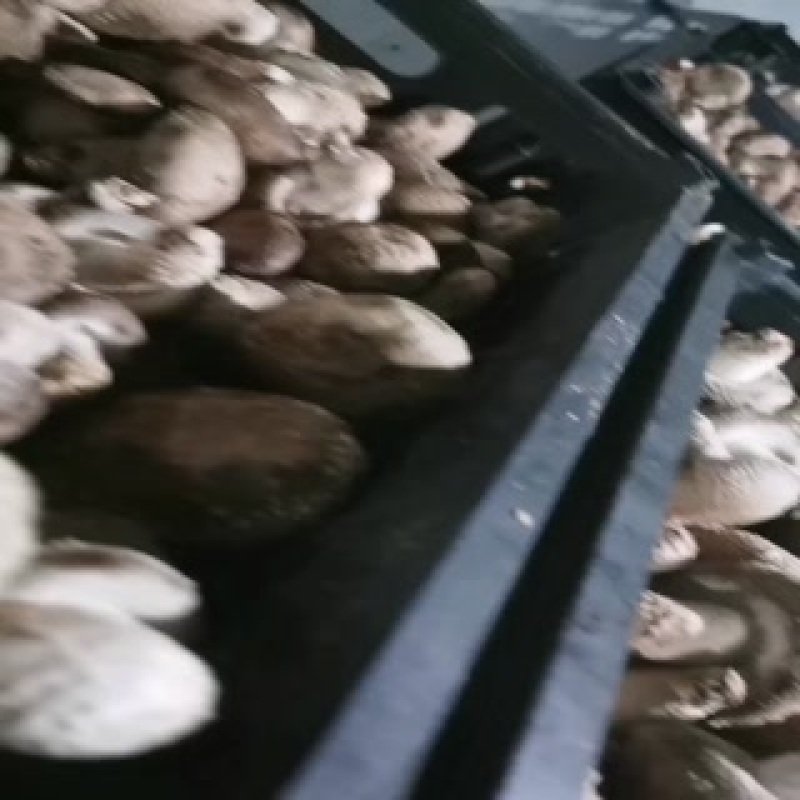 基地香菇