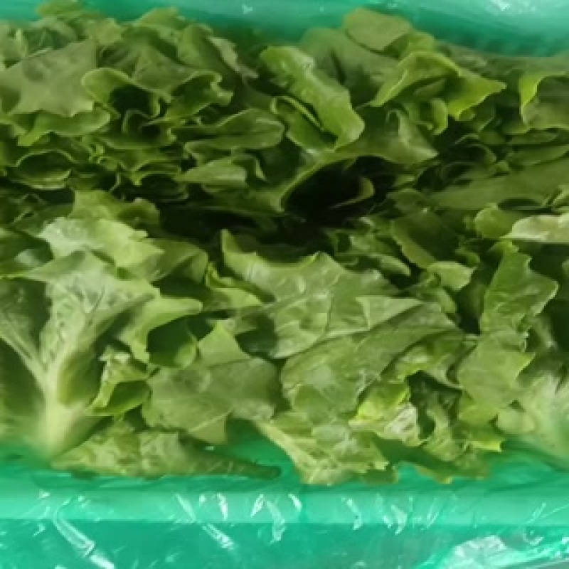 意大利生菜大量上市，欢迎各界老板前来选购