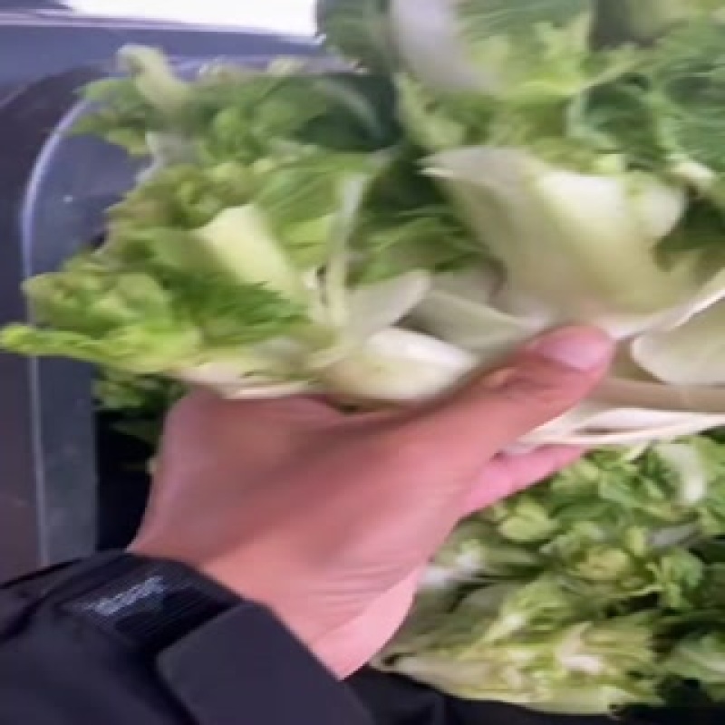 儿菜